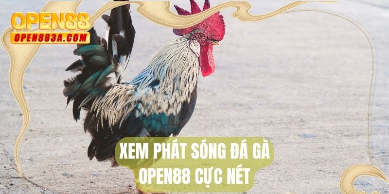 Xem phát sóng đá gà OPEN88 cực nét